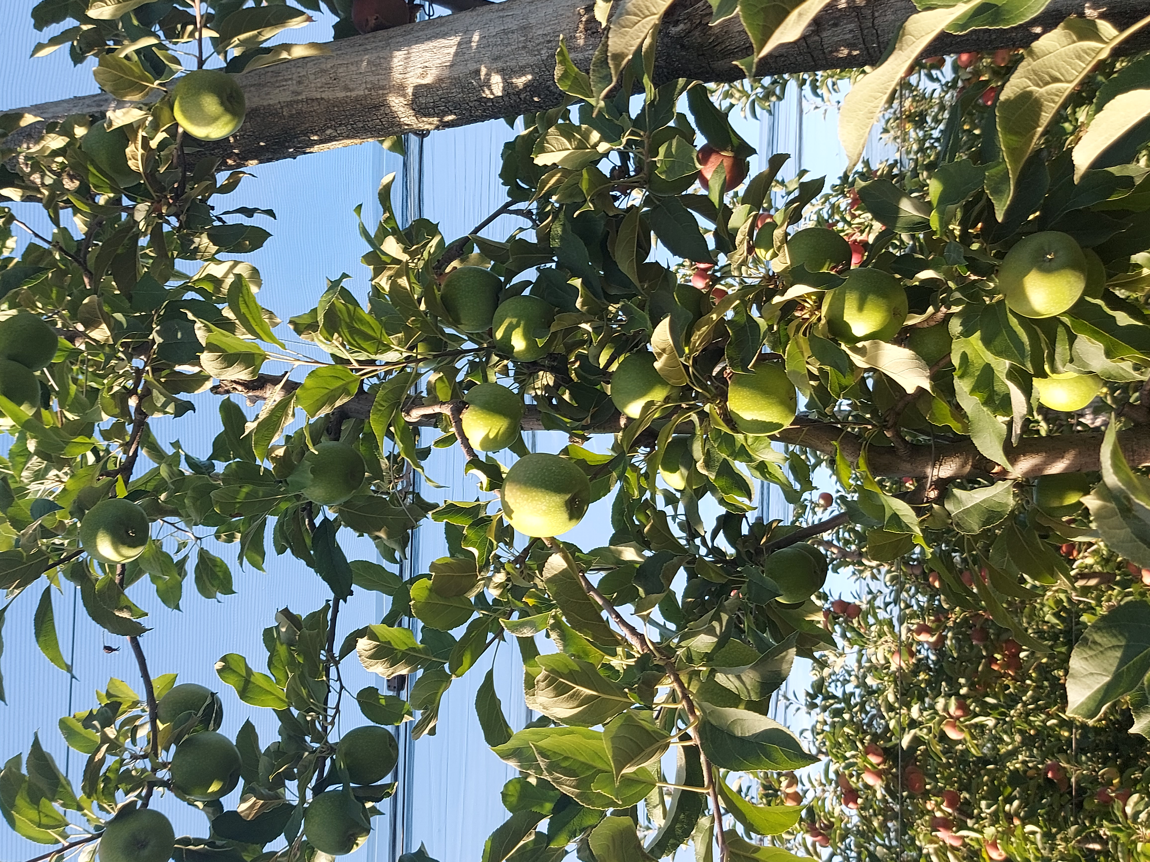 Granny Smith