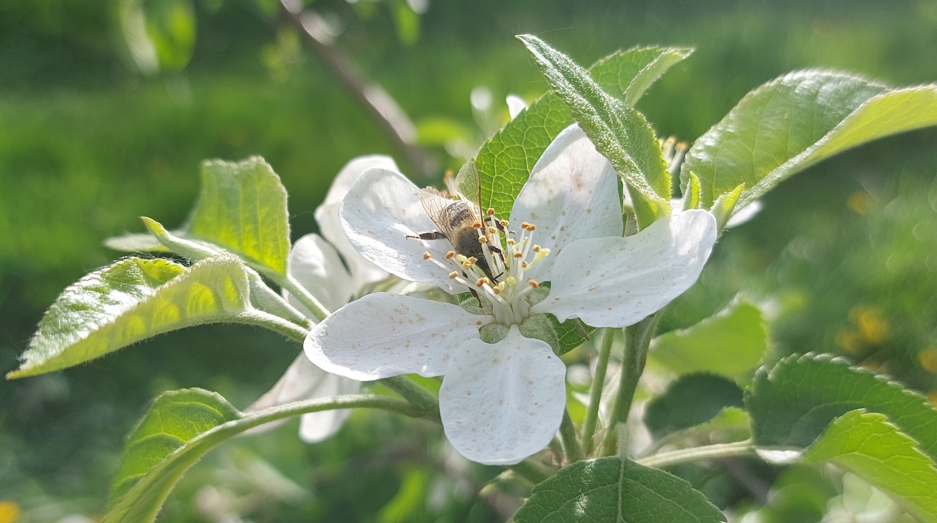 Apfelblüte