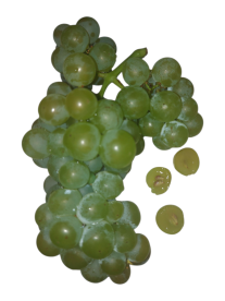 Weintrauben