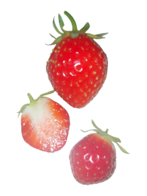 Erdbeeren